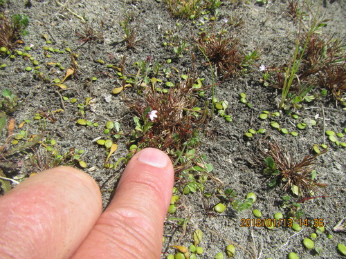 Goodenia heenanii (Goodenia heenanii)