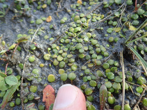 Goodenia heenanii (Goodenia heenanii)