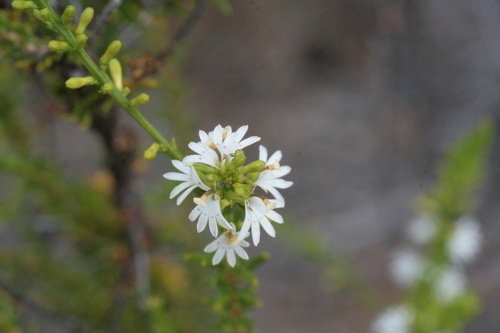 Goodenia helmsii (Goodenia helmsii)