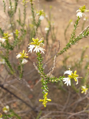 Goodenia helmsii (Goodenia helmsii)
