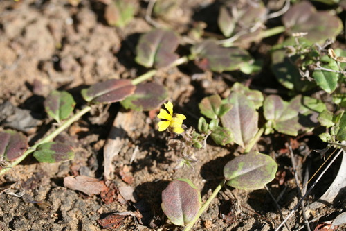 Goodenia heppleana (Goodenia heppleana)