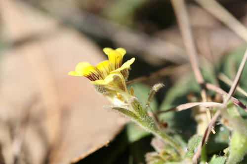 Goodenia heppleana (Goodenia heppleana)