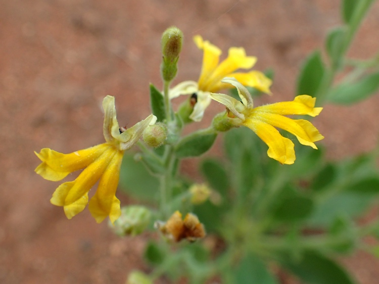 Goodenia heterochila: Goodenia heterochila in Uluru-Kata Tjuta National Park, Northern Territory