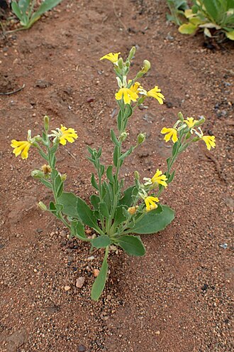 Goodenia heterochila: Goodenia heterochila in Uluru-Kata Tjuta National Park, Northern Territory