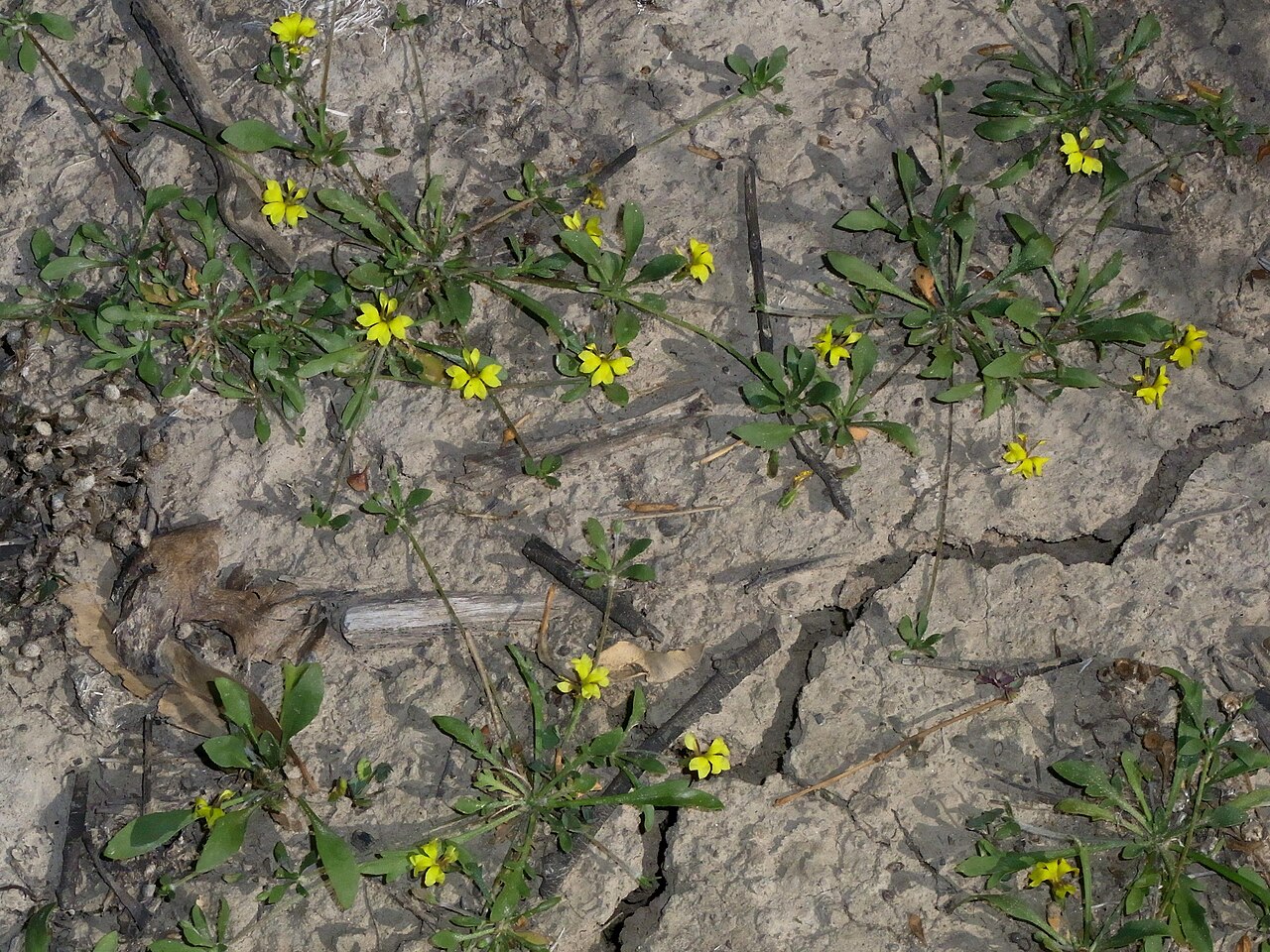 Goodenia heteromera: Goodenia heteromera showing growth habit in far north-western Victoria