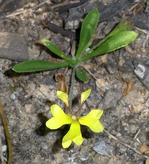 Goodenia heteromera: Goodenia heteromera in far north-western Victoria