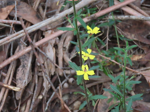 Goodenia heterophylla (Goodenia heterophylla)