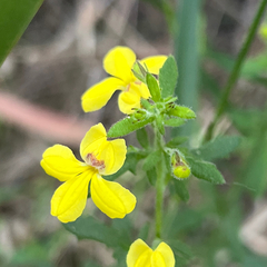 Goodenia heterophylla (Goodenia heterophylla)