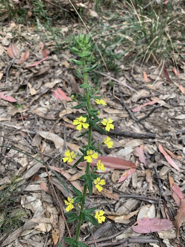 Goodenia heterophylla (Goodenia heterophylla)