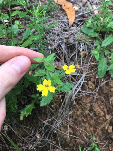 Goodenia heterophylla (Goodenia heterophylla)