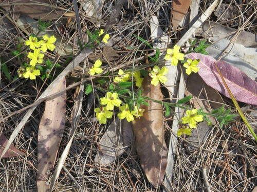 Goodenia heterophylla (Goodenia heterophylla)