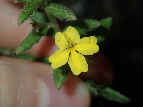 Goodenia heterophylla (Goodenia heterophylla)