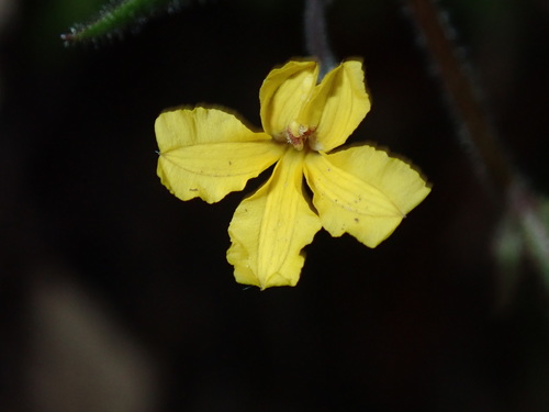 Goodenia heterophylla (Goodenia heterophylla)