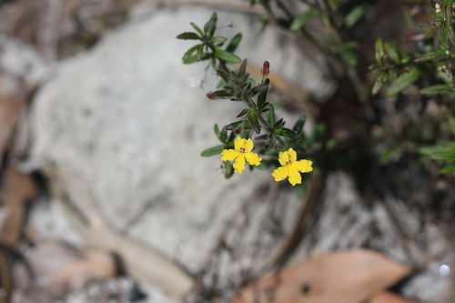 Goodenia heterophylla (Goodenia heterophylla)