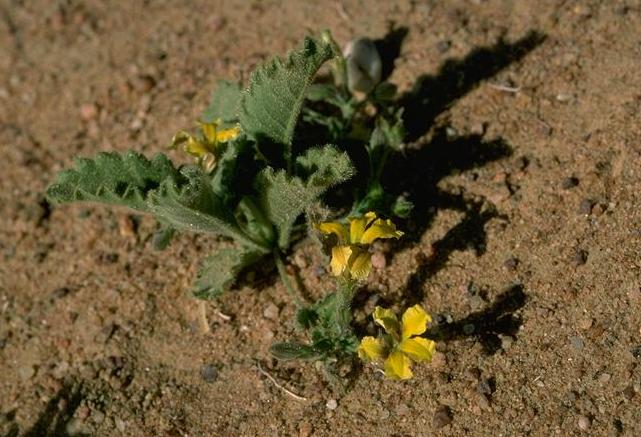 Goodenia hirsuta: Goodenia hirsuta neae Hughenden, Queensland