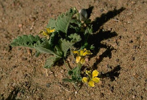 Goodenia hirsuta: Goodenia hirsuta neae Hughenden, Queensland
