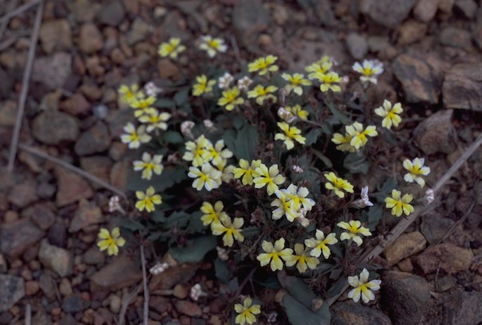 Goodenia holtzeana: Goodenia holtzeana at Mary River Crossing, Northern Territory