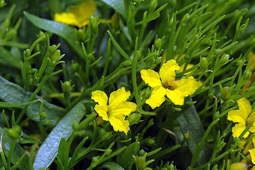 Goodenia humilis: Goodenia humilis in the Australian National Botanic Gardens