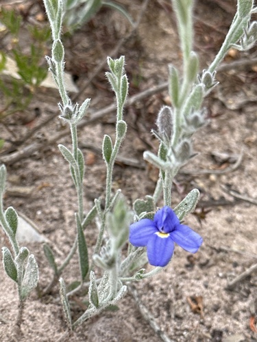 Goodenia incana (Goodenia incana)