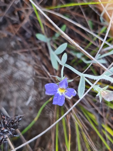 Goodenia incana (Goodenia incana)