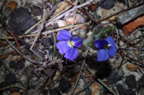 Goodenia incana (Goodenia incana)