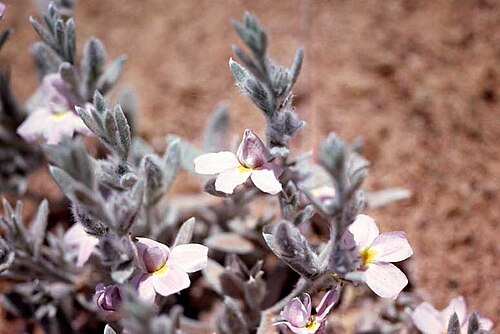 Goodenia incana: Goodenia incana near Ravensthorpe, Western Australia