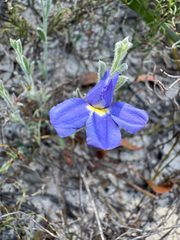 Goodenia incana (Goodenia incana)