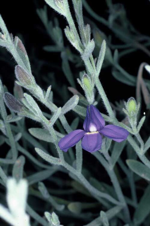 Goodenia incana: Goodenia incana in the Australian National Botanic Gardens
