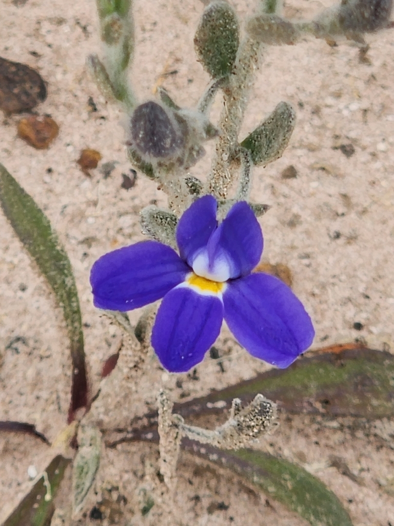 Goodenia incana (Goodenia incana)
