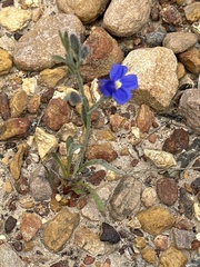 Goodenia incana (Goodenia incana)