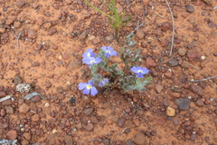 Goodenia incana (Goodenia incana)