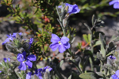 Goodenia incana (Goodenia incana)