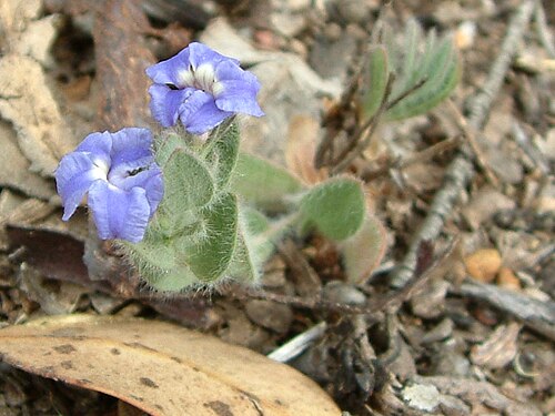 Goodenia katabudjar: Goodenia katabudjar