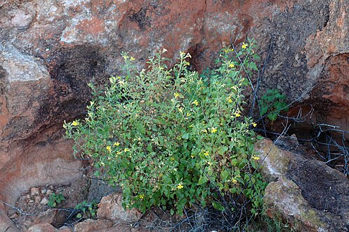 Goodenia kingiana: Showing habit of Goodenia kingiana , just north of Murchison Settlement, Pilbara, Western Australia