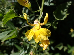 Goodenia kingiana (Goodenia kingiana)
