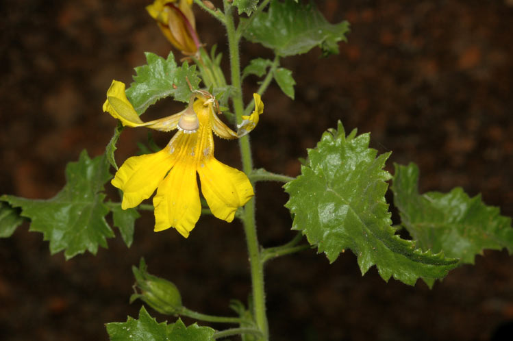 Goodenia kingiana: Goodenia kingiana just north of Murchison Settlement, Pilbara, Western Australia