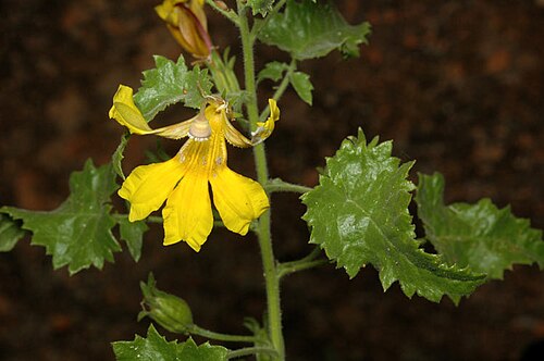 Goodenia kingiana: Goodenia kingiana just north of Murchison Settlement, Pilbara, Western Australia