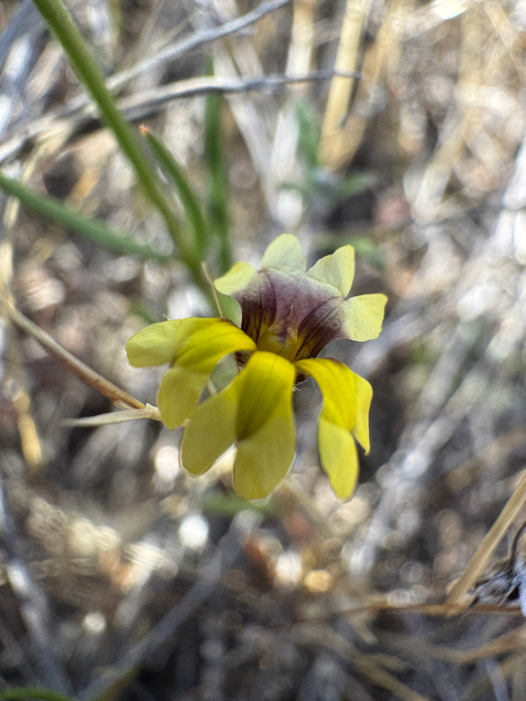 Goodenia krauseana (Goodenia krauseana)
