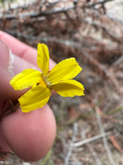 Goodenia laevis (Goodenia laevis)