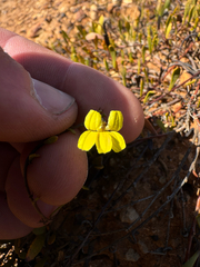 Goodenia laevis (Goodenia laevis)