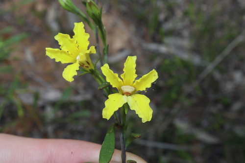 Goodenia laevis (Goodenia laevis)