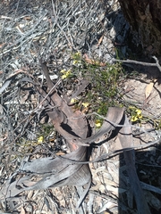 Goodenia laevis (Goodenia laevis)