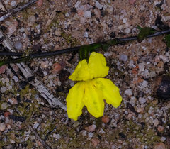 Goodenia laevis (Goodenia laevis)