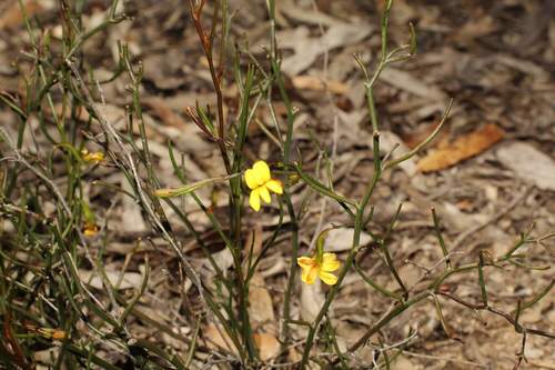 Goodenia laevis (Goodenia laevis)