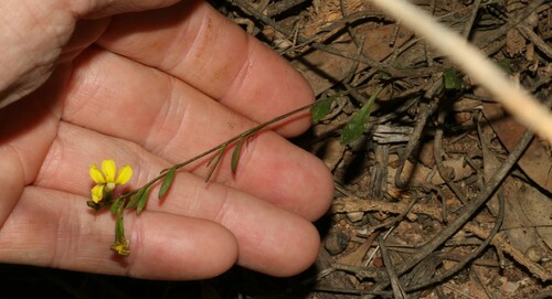 Goodenia laevis (Goodenia laevis)