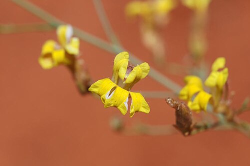 Goodenia lamprosperma: Goodenia lamprosperma about 60 km east of Nanutarra Road House, Pilbara, Western Australia