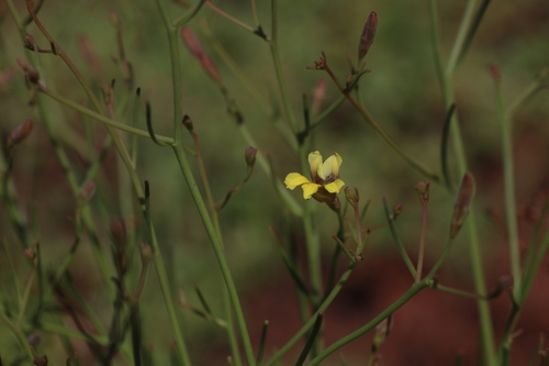 Goodenia lamprosperma (Goodenia lamprosperma)