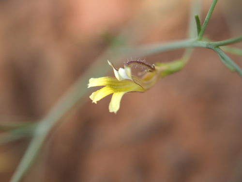 Goodenia lamprosperma (Goodenia lamprosperma)