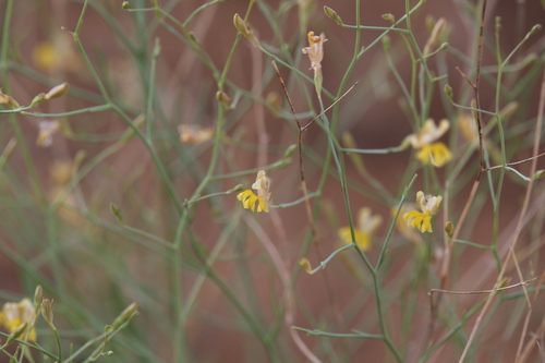 Goodenia lamprosperma (Goodenia lamprosperma)