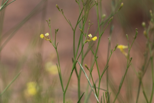 Goodenia lamprosperma (Goodenia lamprosperma)